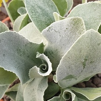 Primula auricula SDR5705 